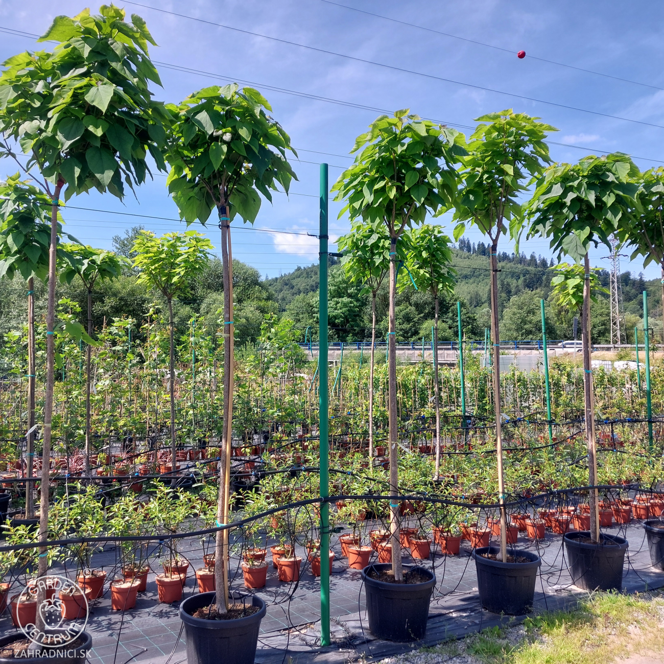 Obrázok Katalpa bignóniovitá (Catalpa bignonioides) ´NANA´ - výška 290-320 cm, obvod kmeňa 8/10 cm, kont. C30L